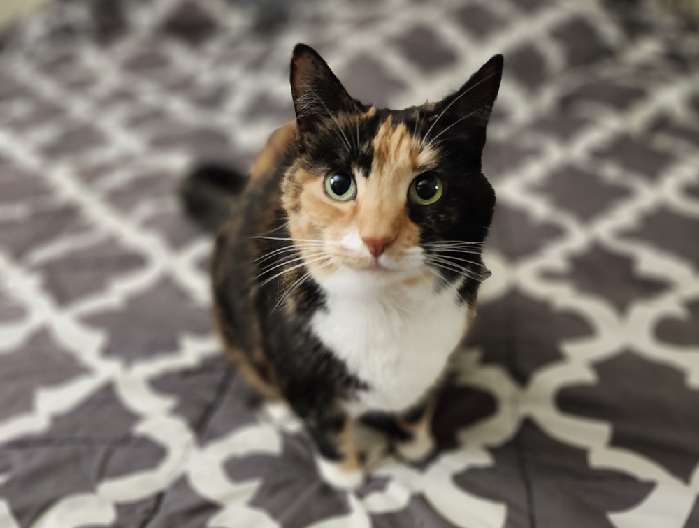 Leela
