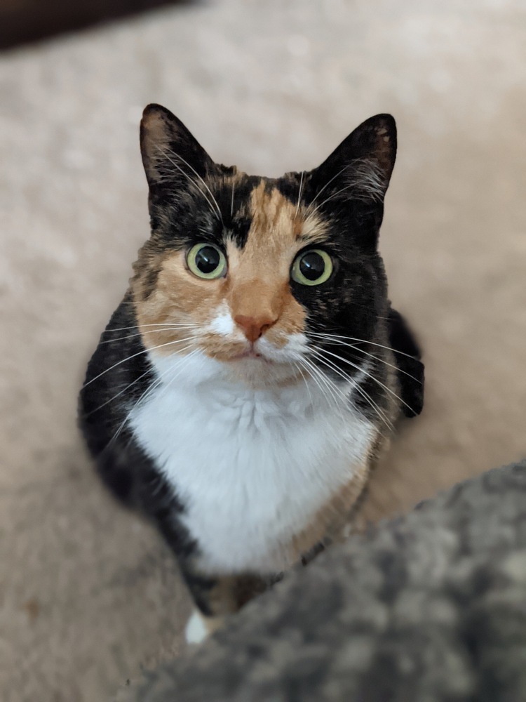 Leela