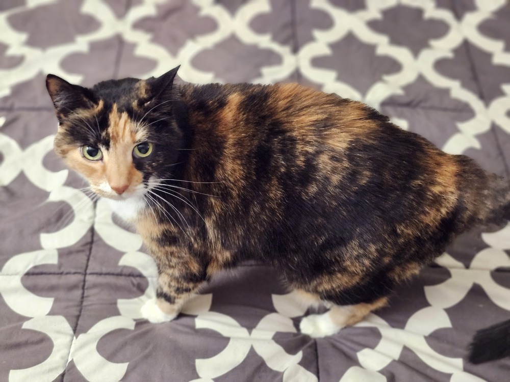 Leela
