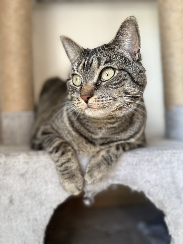 Finn