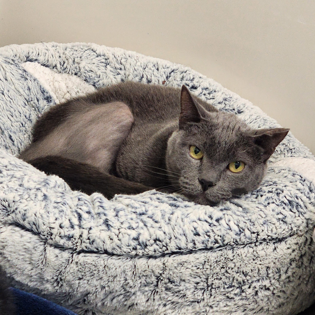 Theodore, an adoptable Domestic Short Hair in St. Helena, CA, 94574 | Photo Image 2