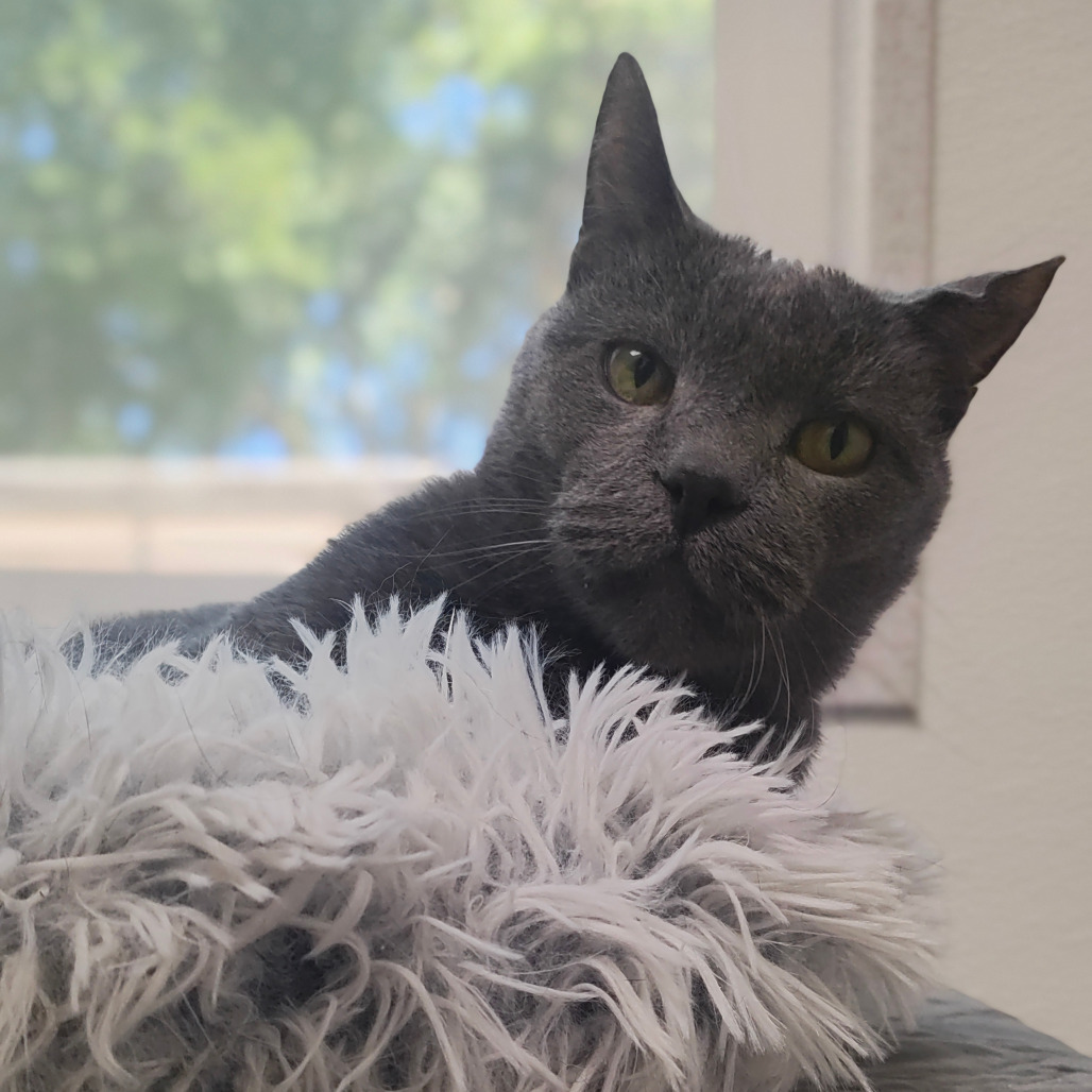 Theodore