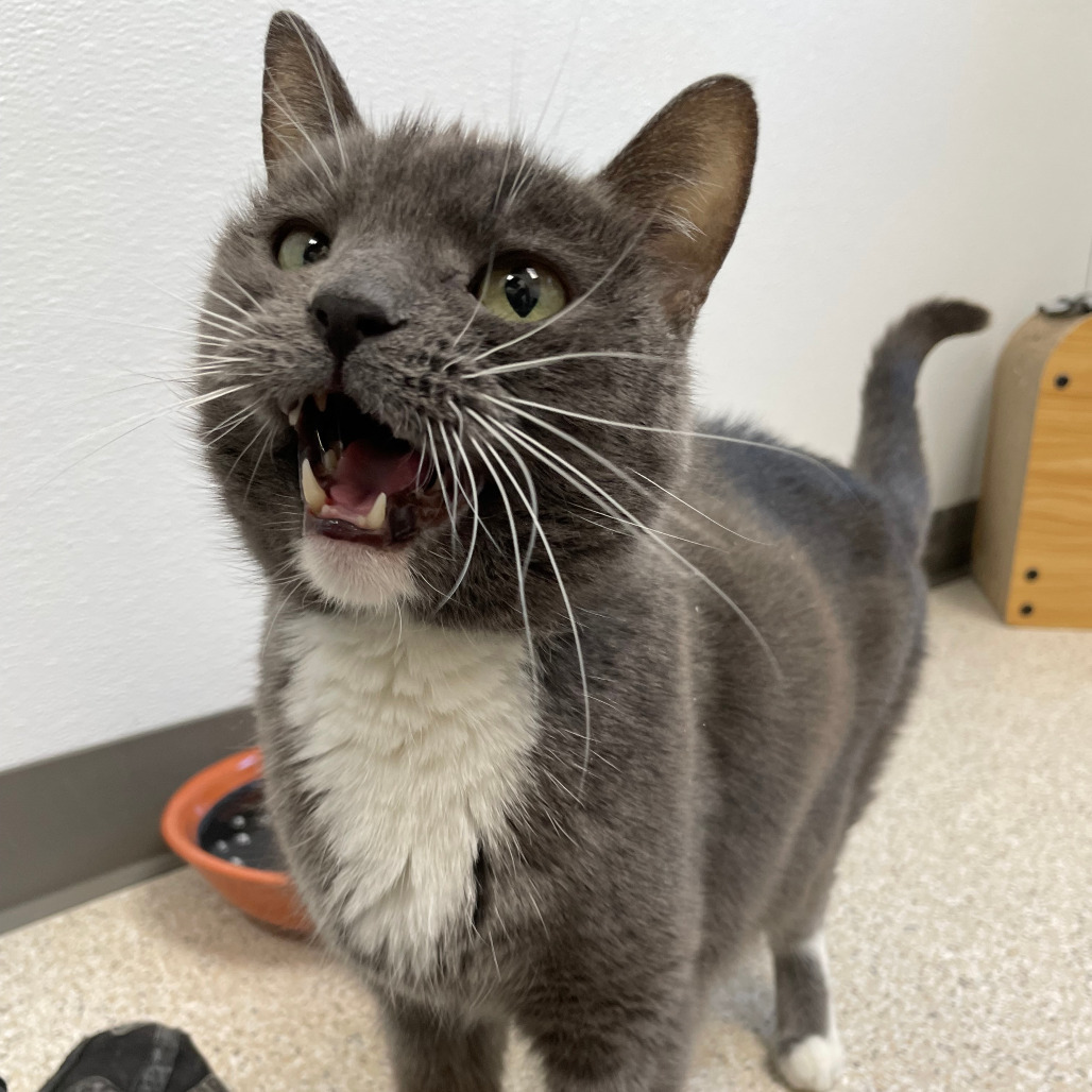 Bella, an adoptable Domestic Short Hair in St. Helena, CA, 94574 | Photo Image 1