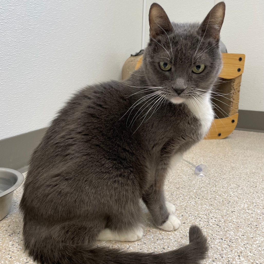 Bella, an adoptable Domestic Short Hair in St. Helena, CA, 94574 | Photo Image 2