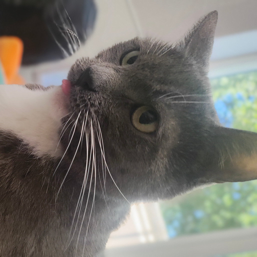 Bella