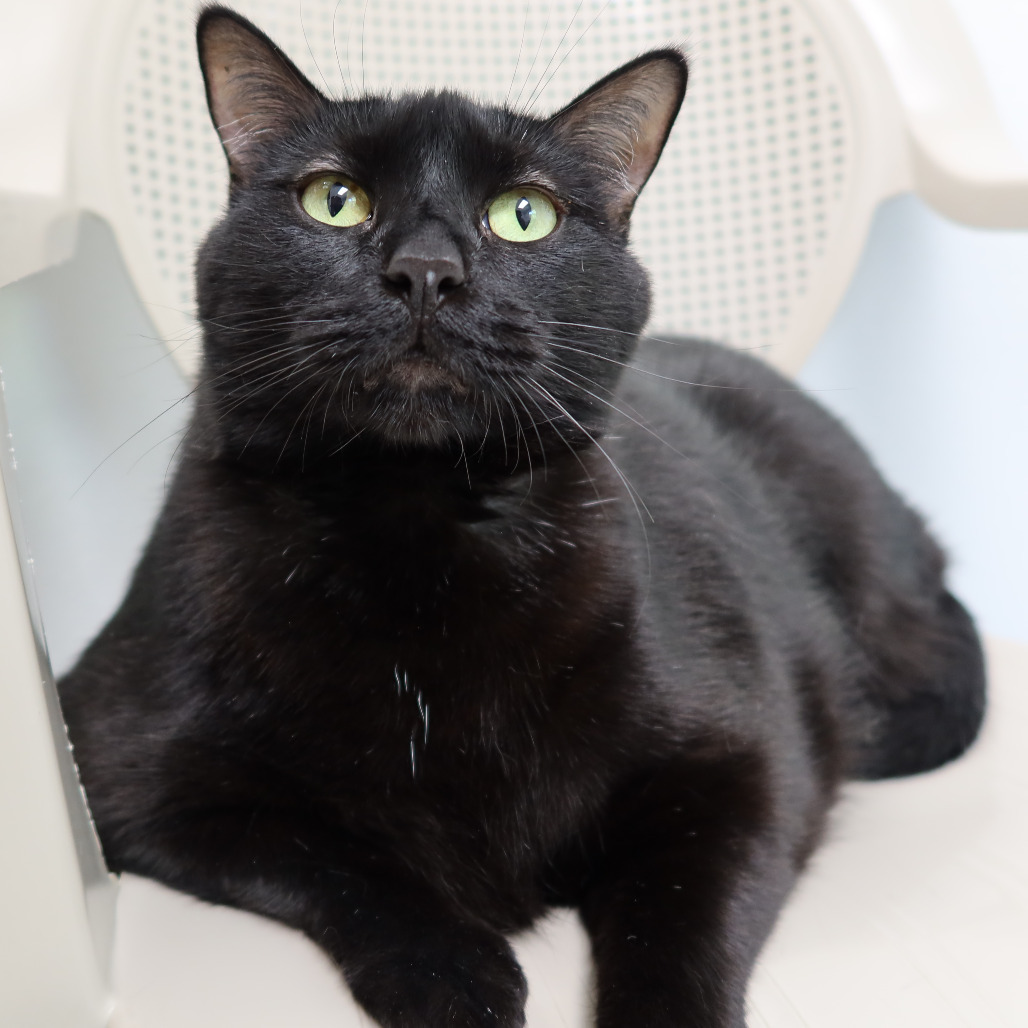 Mozart, an adoptable Domestic Short Hair in St. Helena, CA, 94574 | Photo Image 1