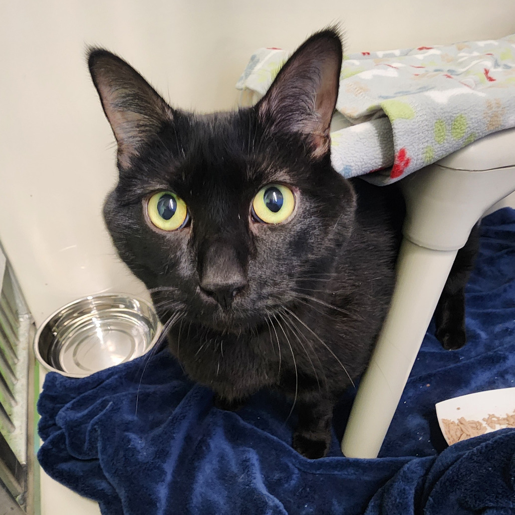 Mozart, an adoptable Domestic Short Hair in St. Helena, CA, 94574 | Photo Image 2