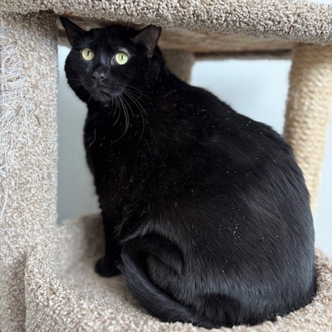 Mozart, an adoptable Domestic Short Hair in St. Helena, CA, 94574 | Photo Image 3