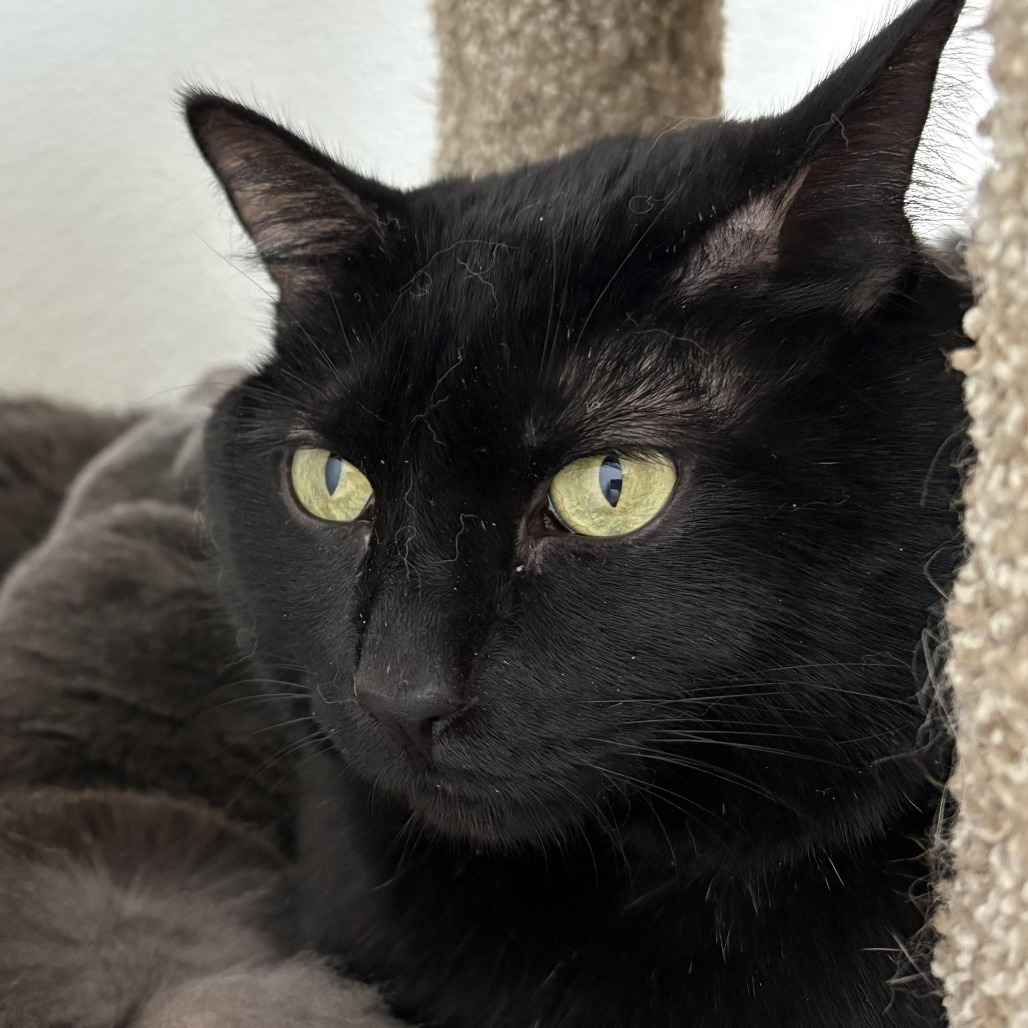 Mozart, an adoptable Domestic Short Hair in St. Helena, CA, 94574 | Photo Image 4
