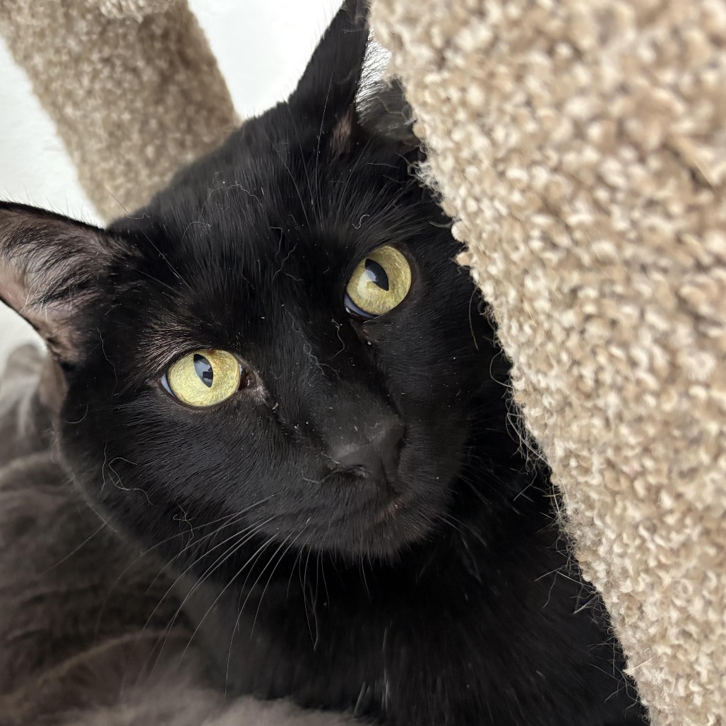 Mozart, an adoptable Domestic Short Hair in St. Helena, CA, 94574 | Photo Image 5