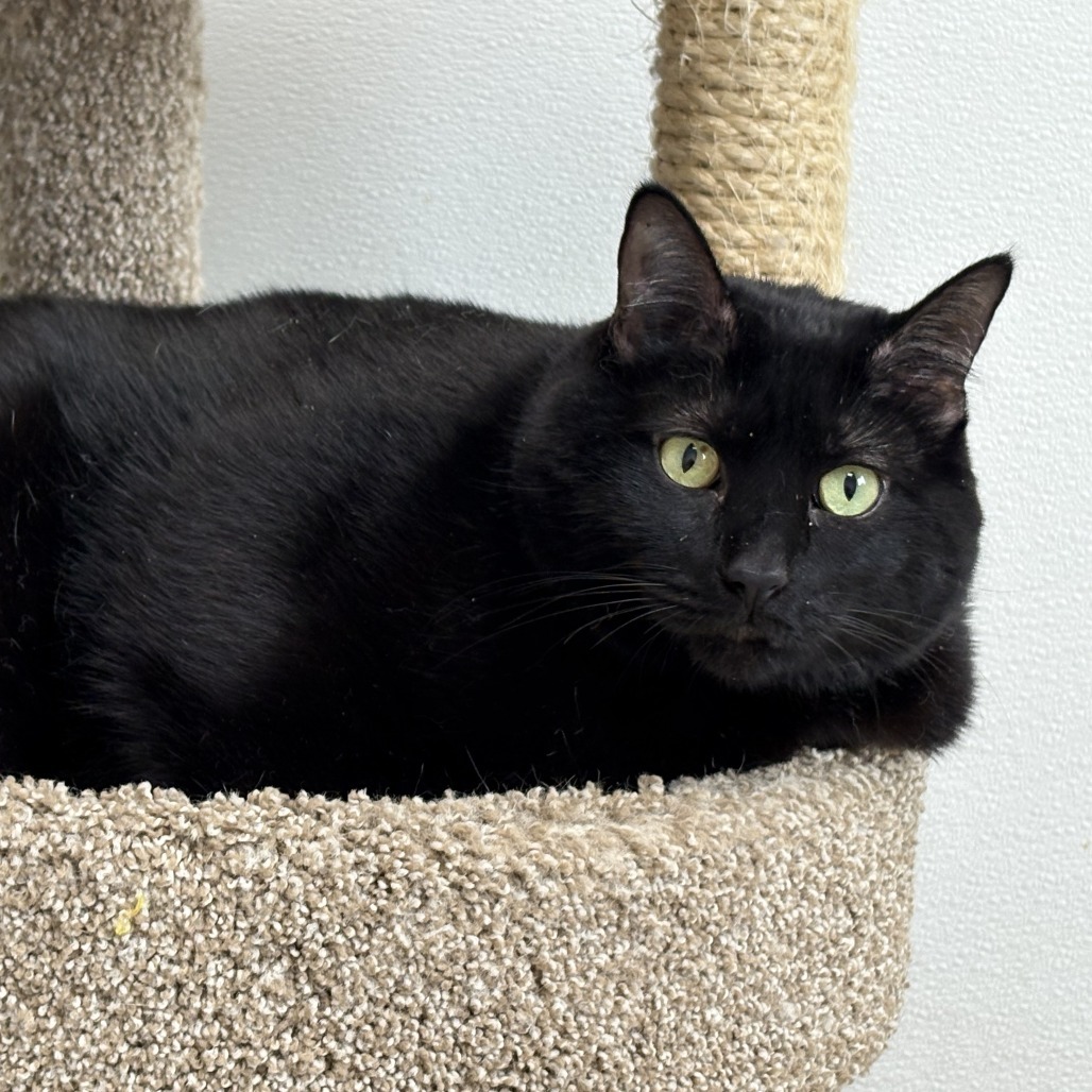 Mozart, an adoptable Domestic Short Hair in St. Helena, CA, 94574 | Photo Image 6