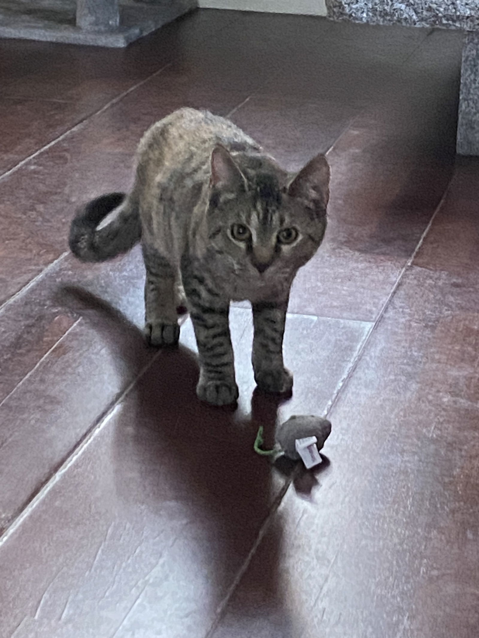Farah, an adoptable Domestic Short Hair in Winchendon, MA, 01475 | Photo Image 1
