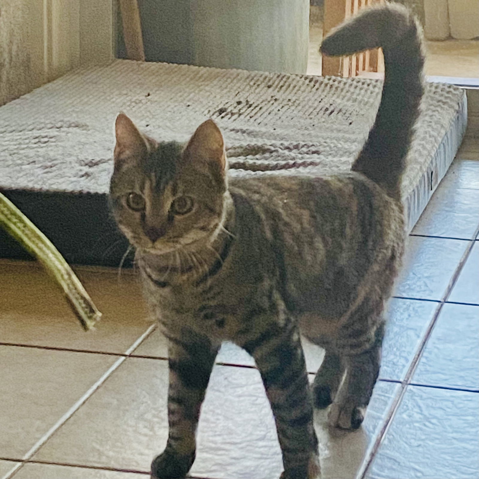 Farah, an adoptable Domestic Short Hair in Winchendon, MA, 01475 | Photo Image 2