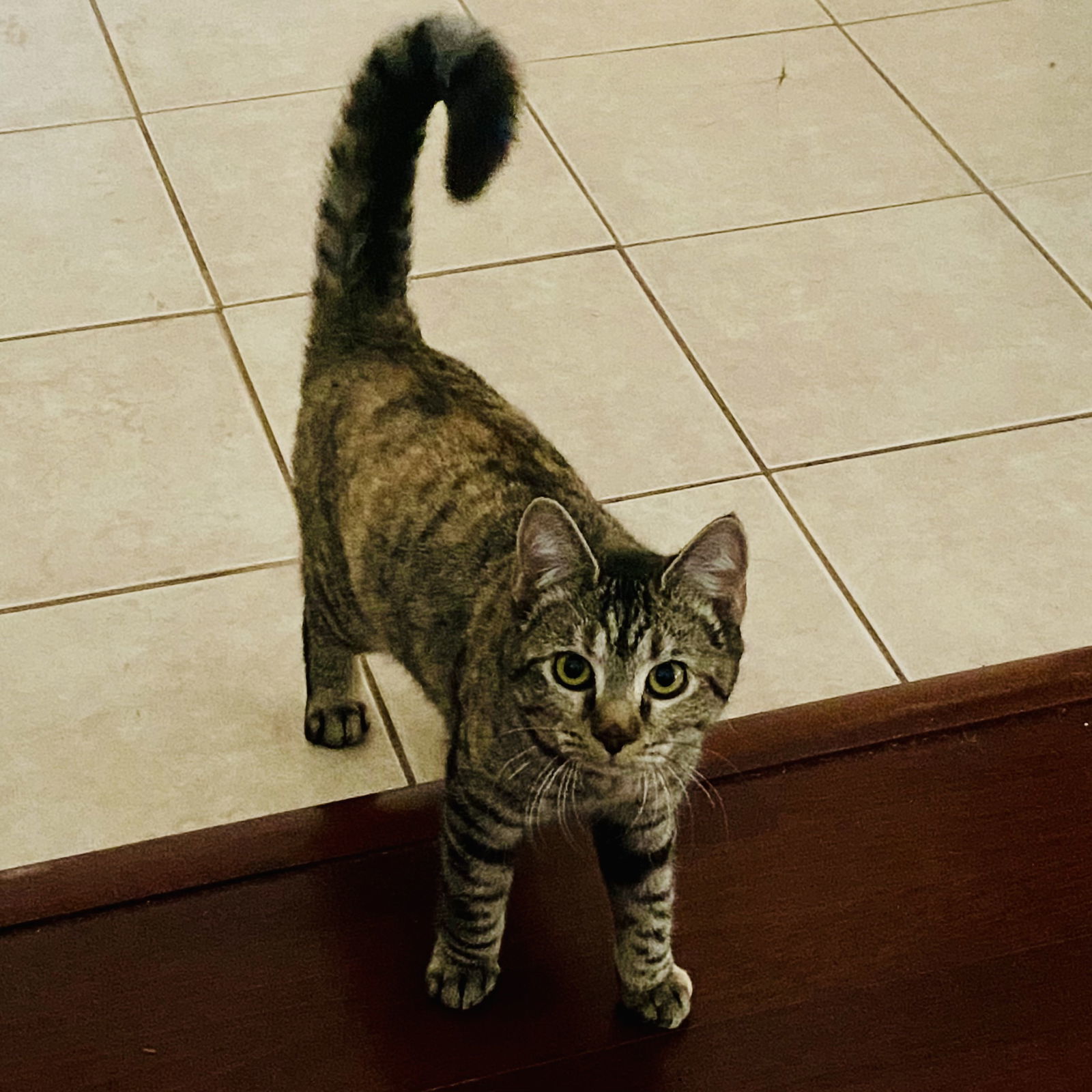 Farah, an adoptable Domestic Short Hair in Winchendon, MA, 01475 | Photo Image 3