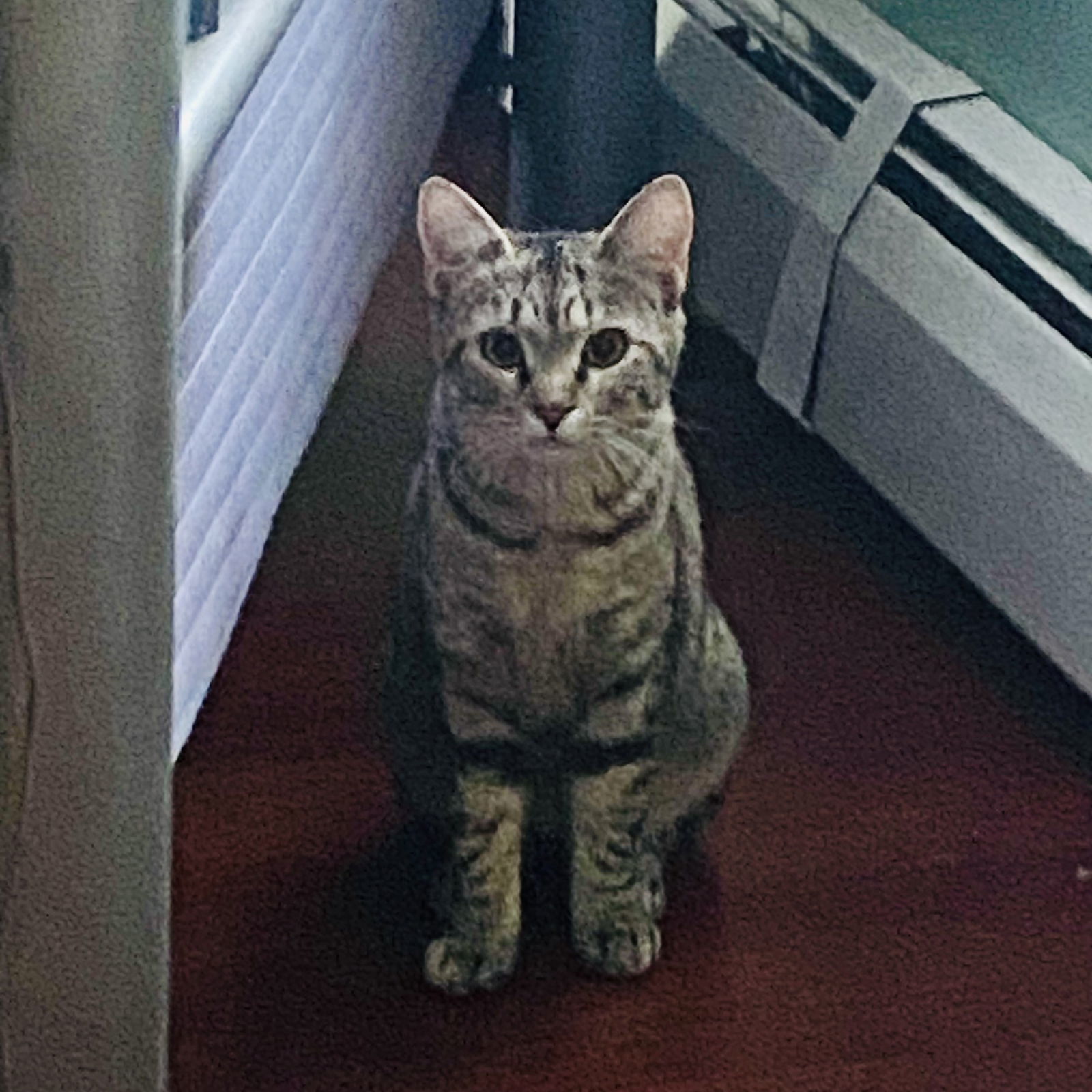 Felicity, an adoptable Domestic Short Hair in Winchendon, MA, 01475 | Photo Image 2