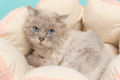 Gracie, an adoptable Ragdoll, Domestic Short Hair in Caldwell, ID, 83607 | Photo Image 1