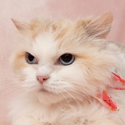 Claire, an adoptable Ragdoll, Domestic Short Hair in Caldwell, ID, 83607 | Photo Image 1