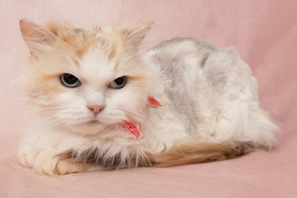 Claire, an adoptable Ragdoll, Domestic Short Hair in Caldwell, ID, 83607 | Photo Image 2