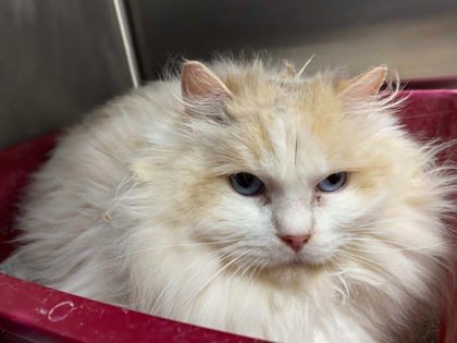 Bella, an adoptable Ragdoll, Domestic Short Hair in Caldwell, ID, 83607 | Photo Image 1