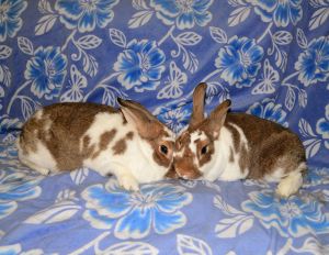Cloud 9 and Cirrus, Young Female Chinchilla