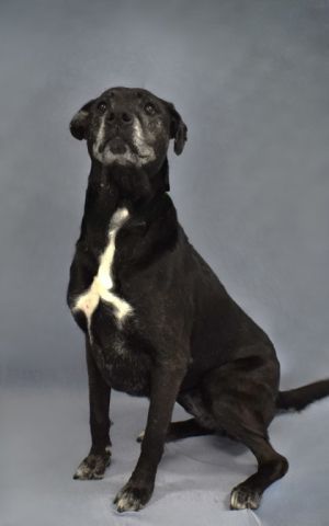 Meet Bea the sweet and spunky senior Lab mix whos living her best life in her golden years Dont 