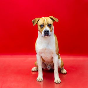 Primary Color White Secondary Color Tan Weight 48lbs Age 1yrs 5mths 0wks Animal has been Neutere