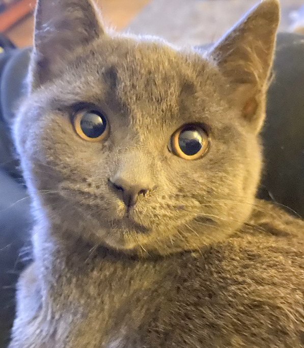 Sky White**adopted**