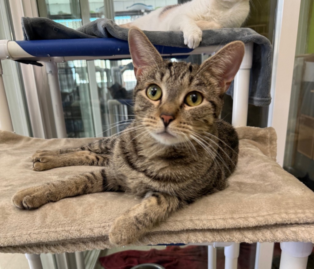 Harper, an adoptable Domestic Short Hair in Lemoore, CA, 93245 | Photo Image 1