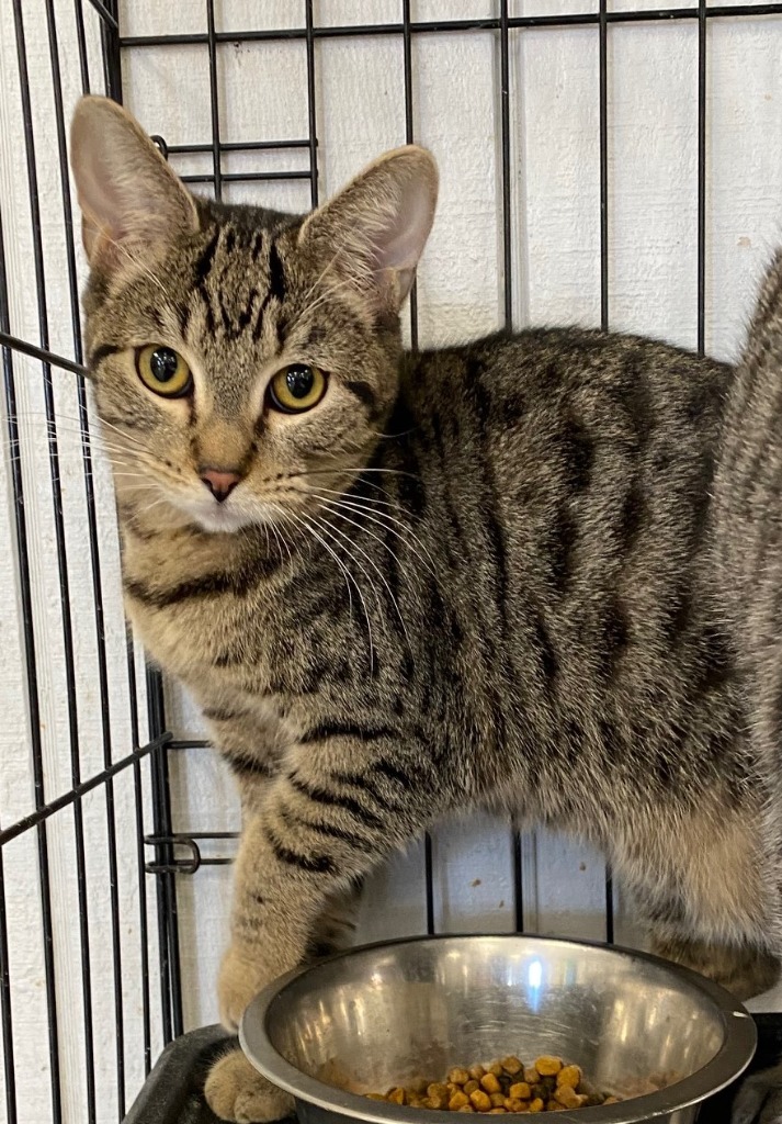 Harper, an adoptable Domestic Short Hair in Lemoore, CA, 93245 | Photo Image 2