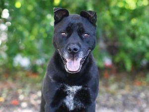 BELLE, Senior Female Labrador Retriever
