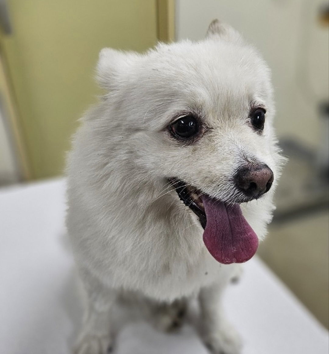 RIMI, an adoptable Pomeranian, Spitz in Agoura Hills, CA, 91301 | Photo Image 3