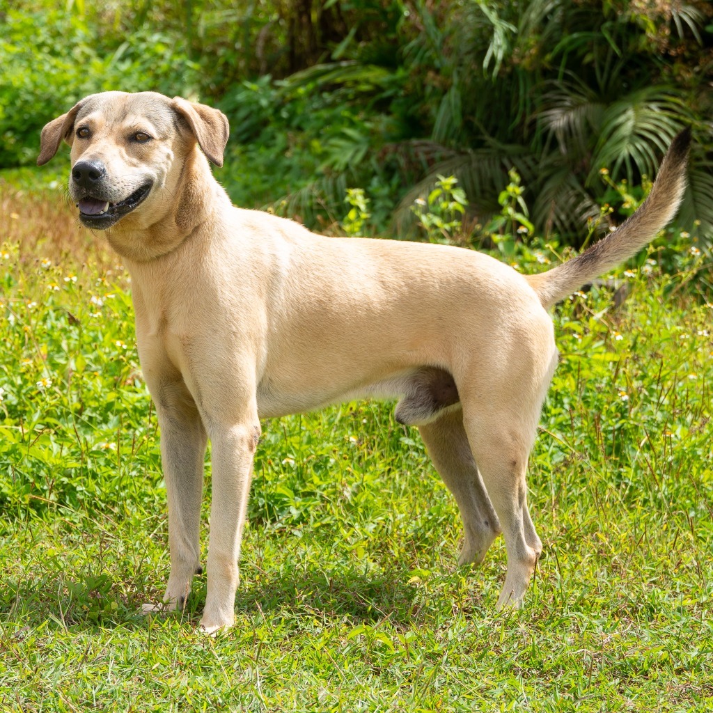 Noodle, an adoptable Affenpinscher in Mangilao, GU, 96923 | Photo Image 1