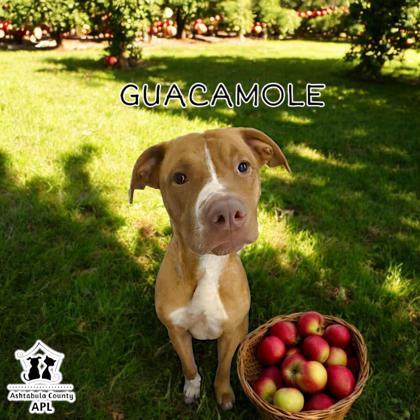 Guacamole