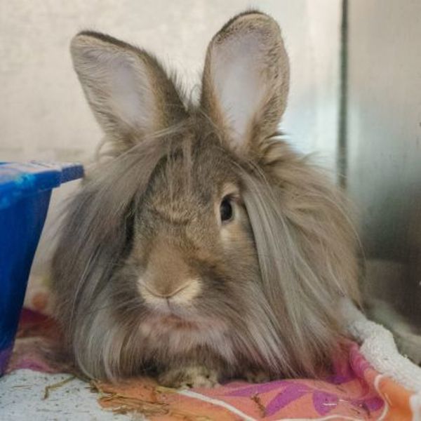 Bruce - Waived Adoption Fee