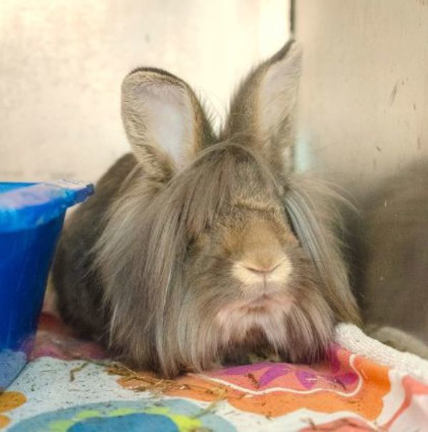 Bruce - Waived Adoption Fee