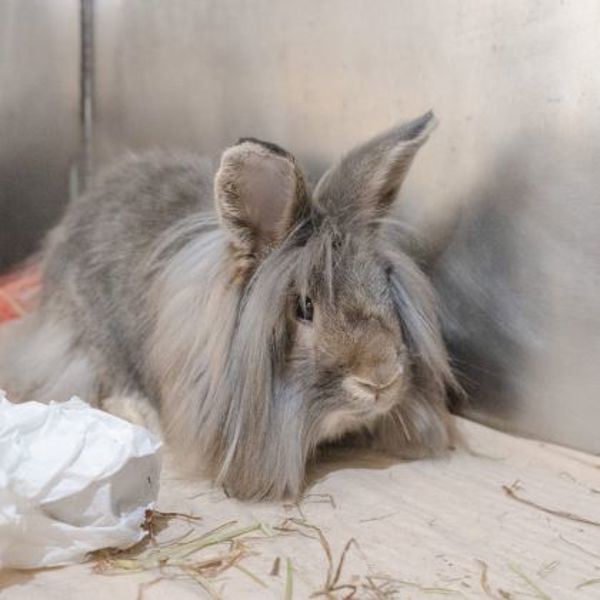 Bruce - Waived Adoption Fee