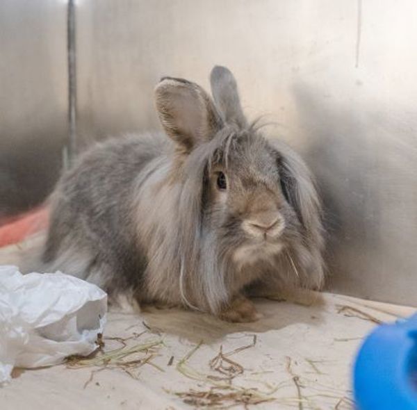 Bruce - Waived Adoption Fee