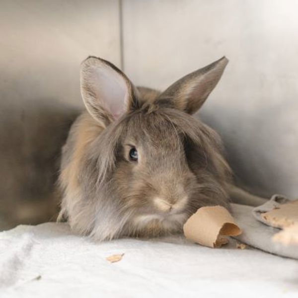 Charlie - Waived Adoption Fee
