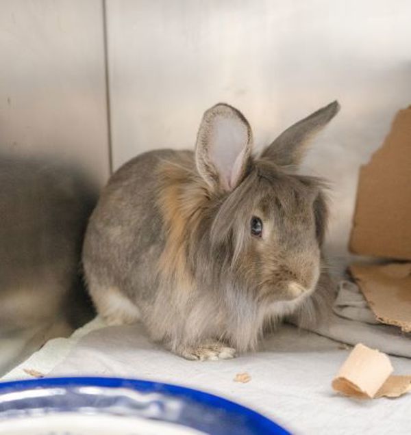 Charlie - Waived Adoption Fee