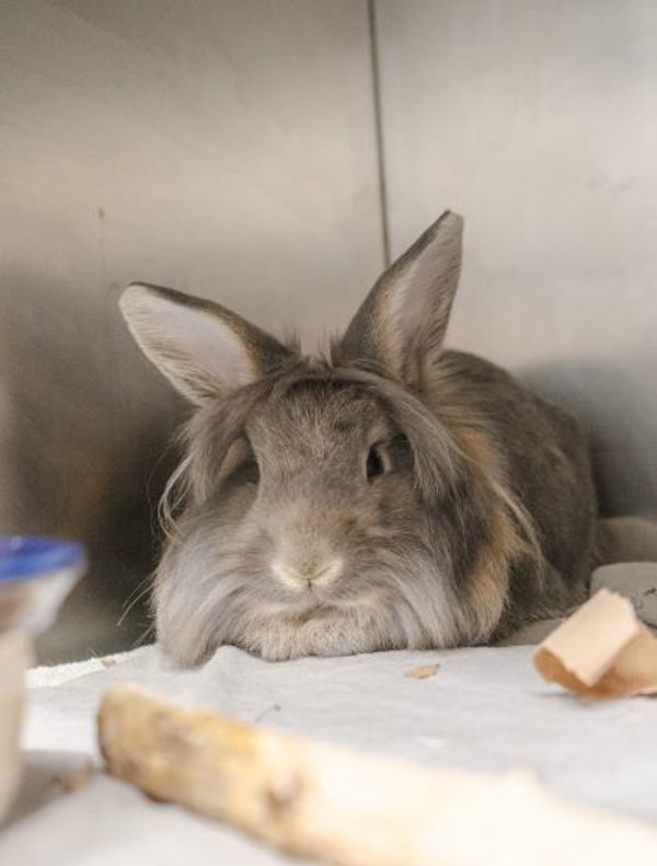 Charlie - Waived Adoption Fee