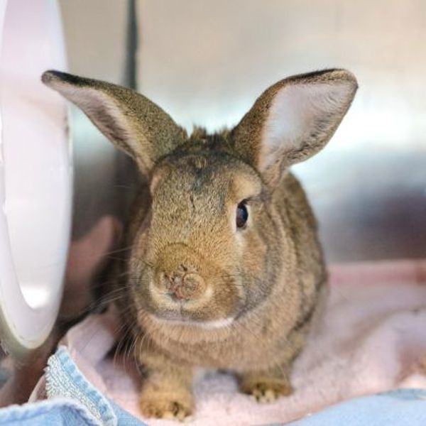 Rocket - Waived Adoption Fee