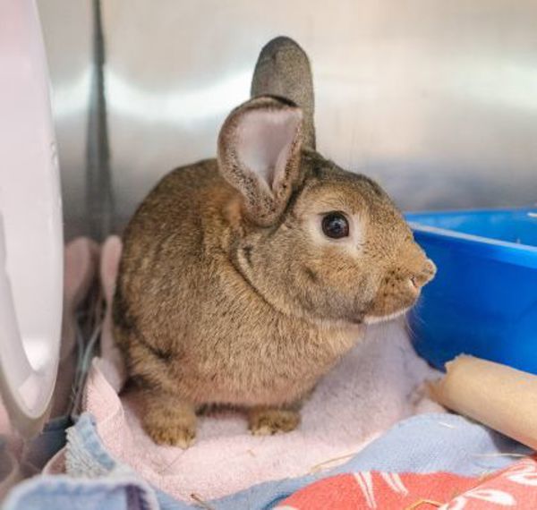 Rocket - Waived Adoption Fee