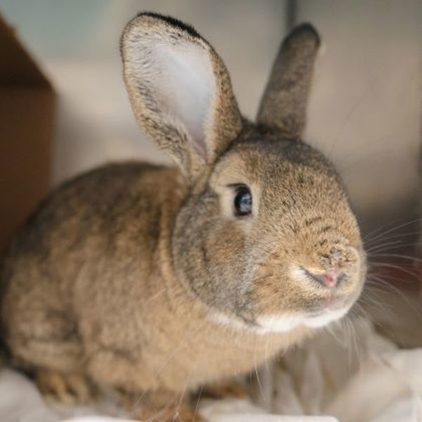 Rocket - Waived Adoption Fee