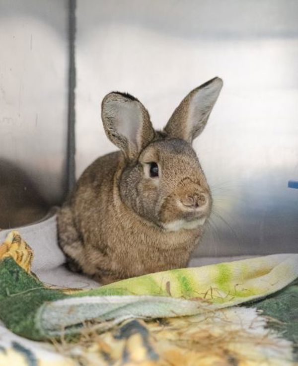 Rocket - Waived Adoption Fee