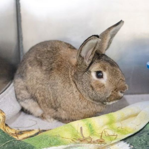 Rocket - Waived Adoption Fee