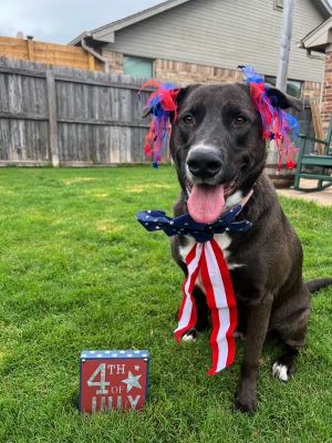 Belle Star, Young Female Black Labrador Retriever