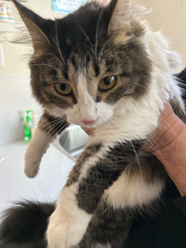 Sweet Pea, an adoptable Domestic Long Hair in Emmett, ID, 83617 | Photo Image 1