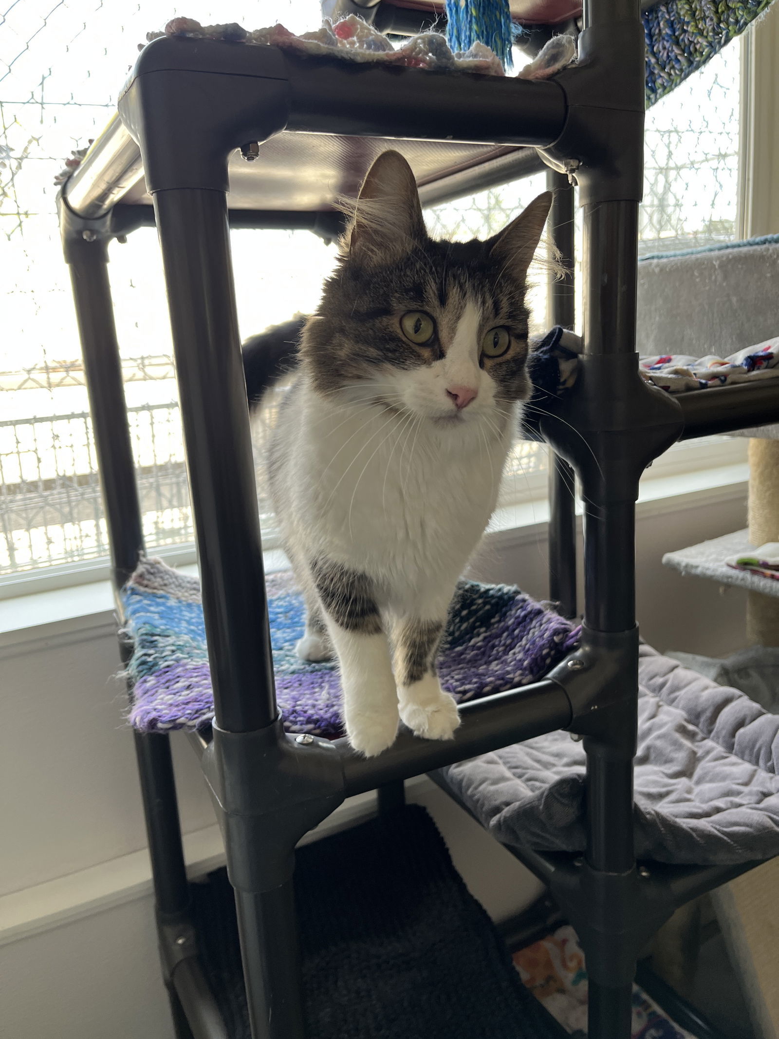 Sweet Pea, an adoptable Domestic Long Hair in Emmett, ID, 83617 | Photo Image 1
