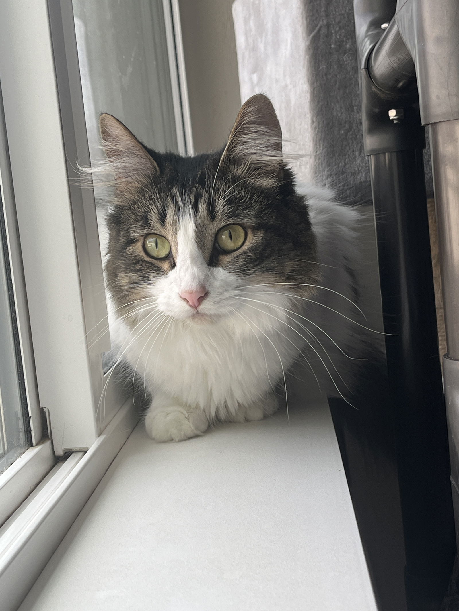 Sweet Pea, an adoptable Domestic Long Hair in Emmett, ID, 83617 | Photo Image 2