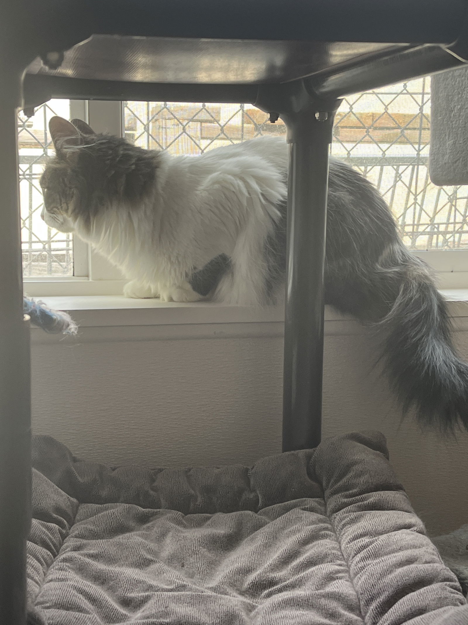Sweet Pea, an adoptable Domestic Long Hair in Emmett, ID, 83617 | Photo Image 3